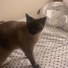 kittykatqueen